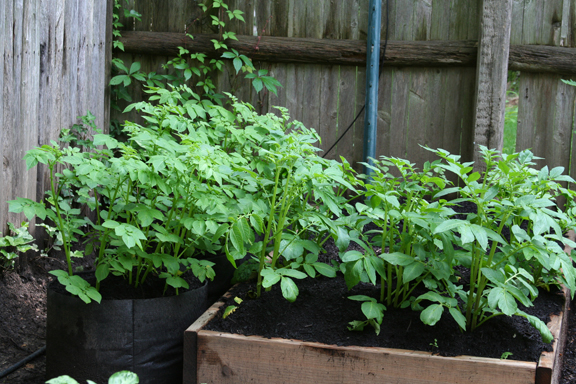 Potatoes - In raised beds and Smart Pots