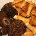 shrooms