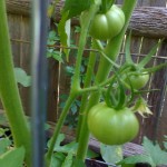 My first Tomatoes!